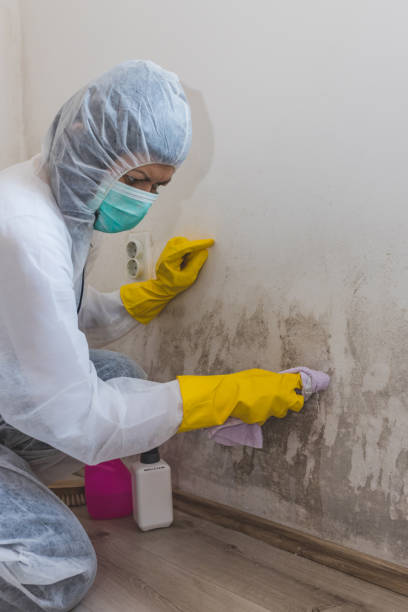 Best Attic Mold Removal  in Owenton, KY